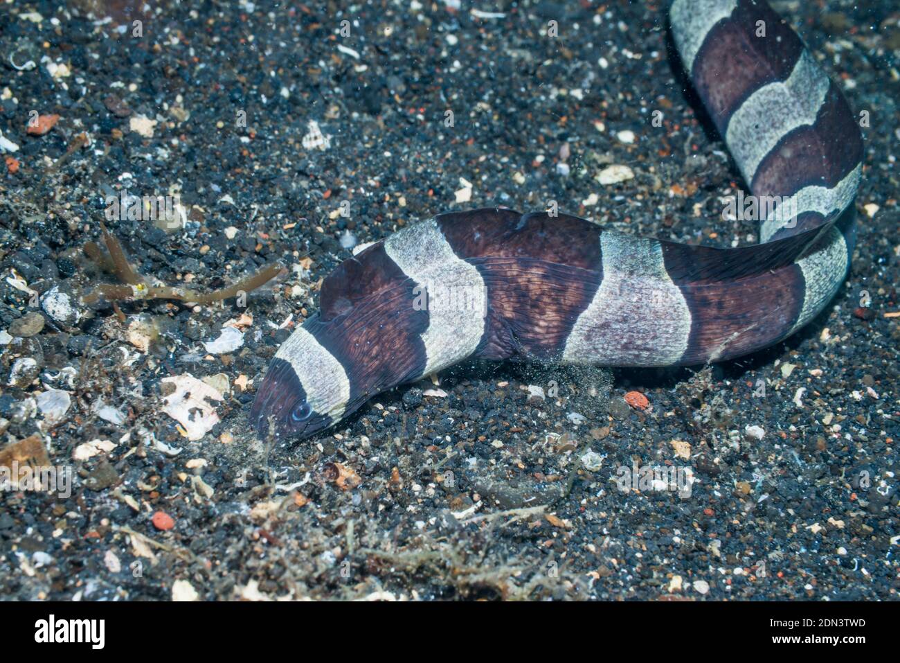 Banded or Harlequin snake eel [Myrichthys colombrinus].  Lembeh Strait, North Sulawesi, Indonesia. Stock Photo