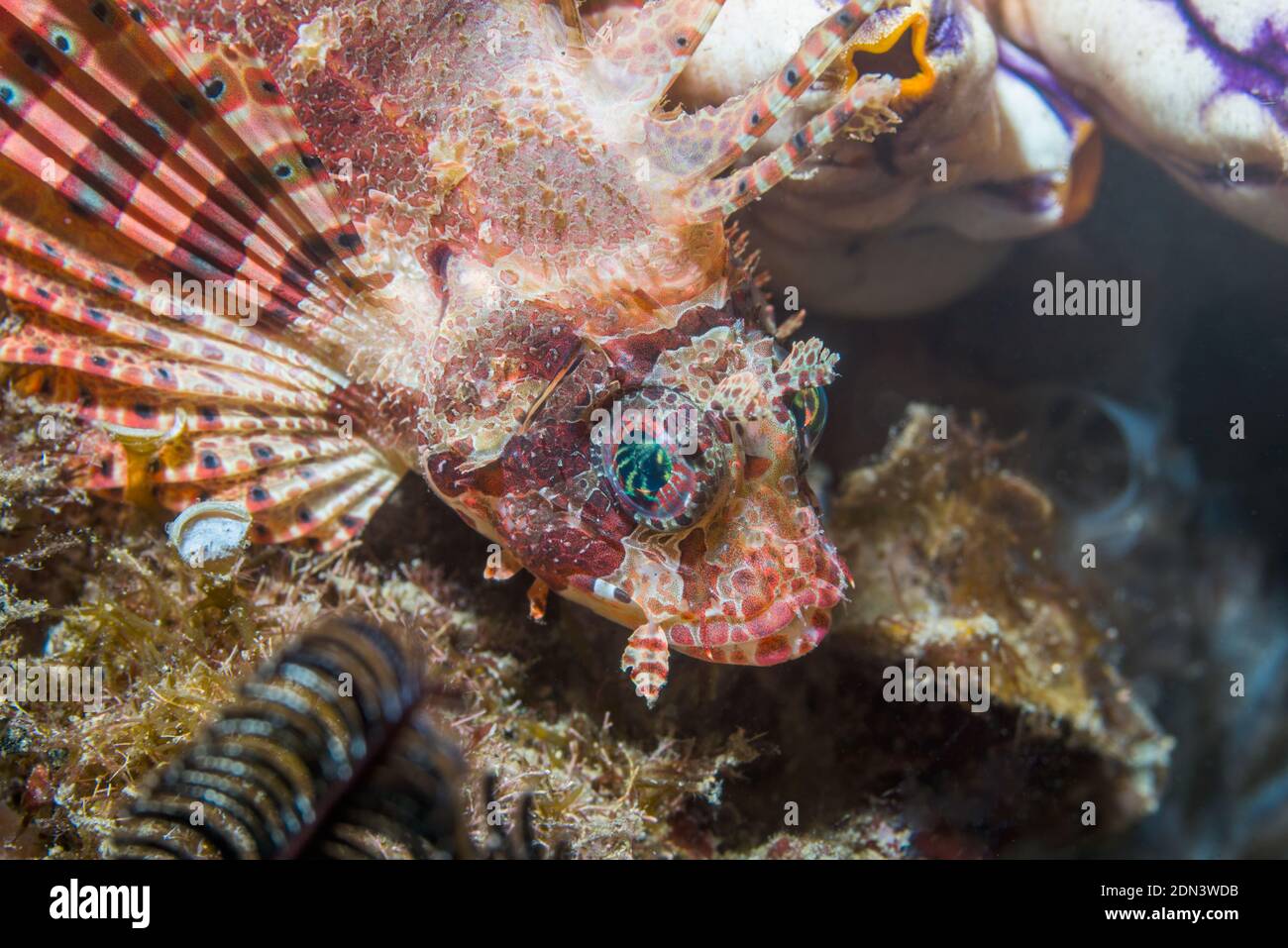 Shortfin Lionfish [Dendrochirus brachypterus].  Lembeh Strait, North Sulawesi, Indonesia. Stock Photo