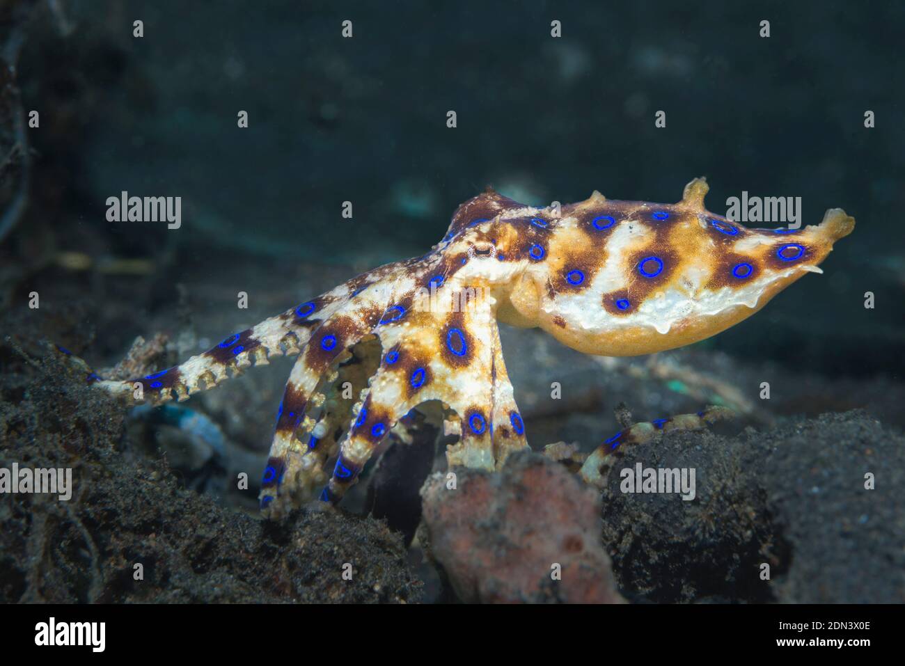 Blue-ringed octopus [Hapalochlaena sp]. Lembeh Strait, North Sulawesi ...