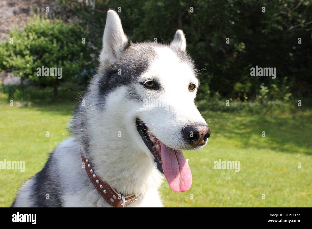 flea collar for husky