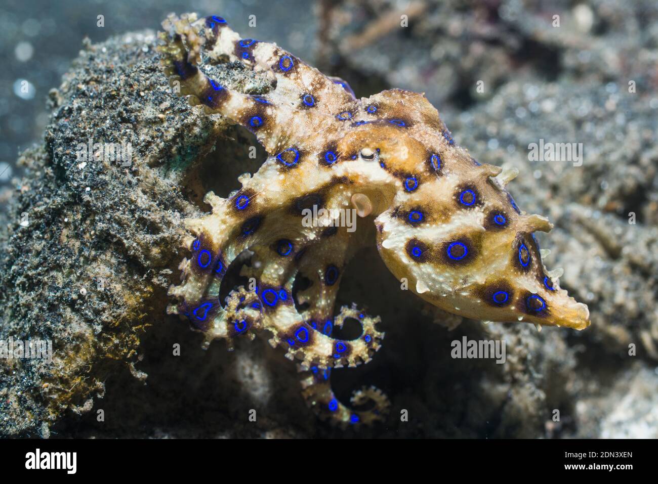 Blue-ringed octopus [Hapalochlaena sp]. Lembeh Strait, North Sulawesi ...
