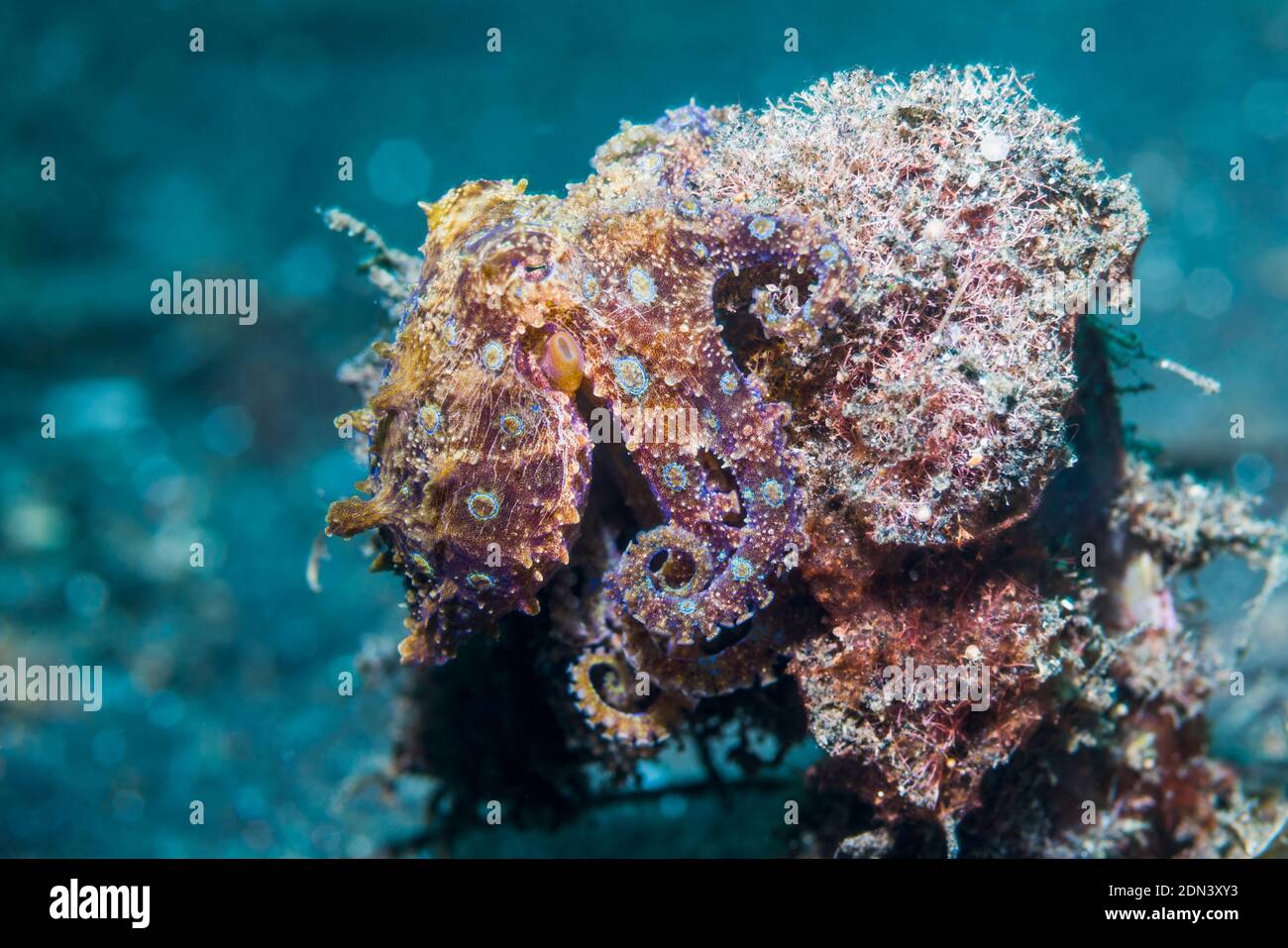 Blue-ringed octopus [Hapalochlaena sp]. Lembeh Strait, North Sulawesi ...