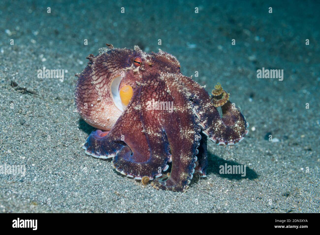 Veined or Coconut Octopus [Amphioctopus marginatus].  Lembeh Strait, North Sulawesi, Indonesia. Stock Photo