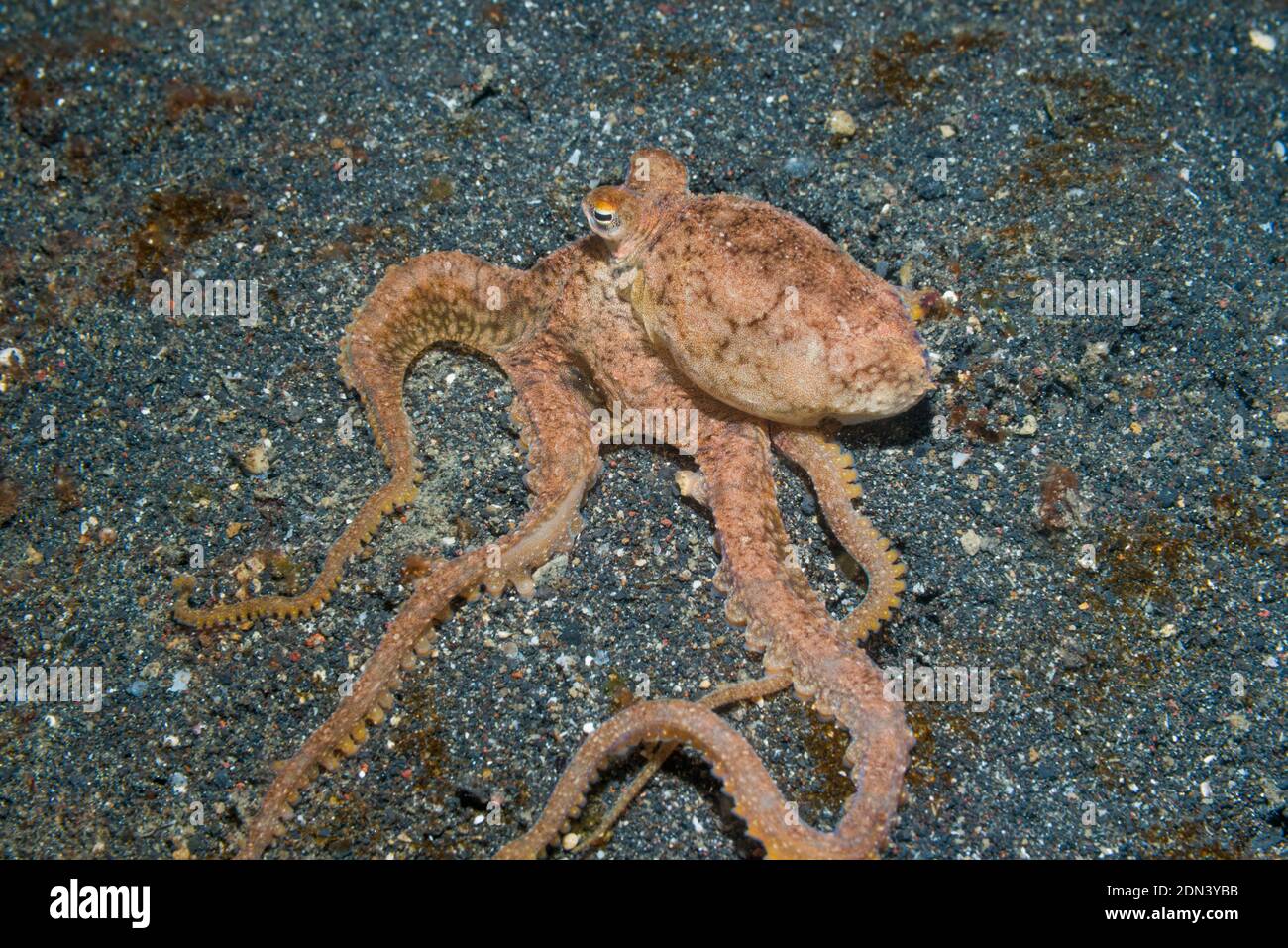 White-V Octopus [Abdopus sp1].  Lembeh Strait, North Sulawesi, Indonesia. Stock Photo