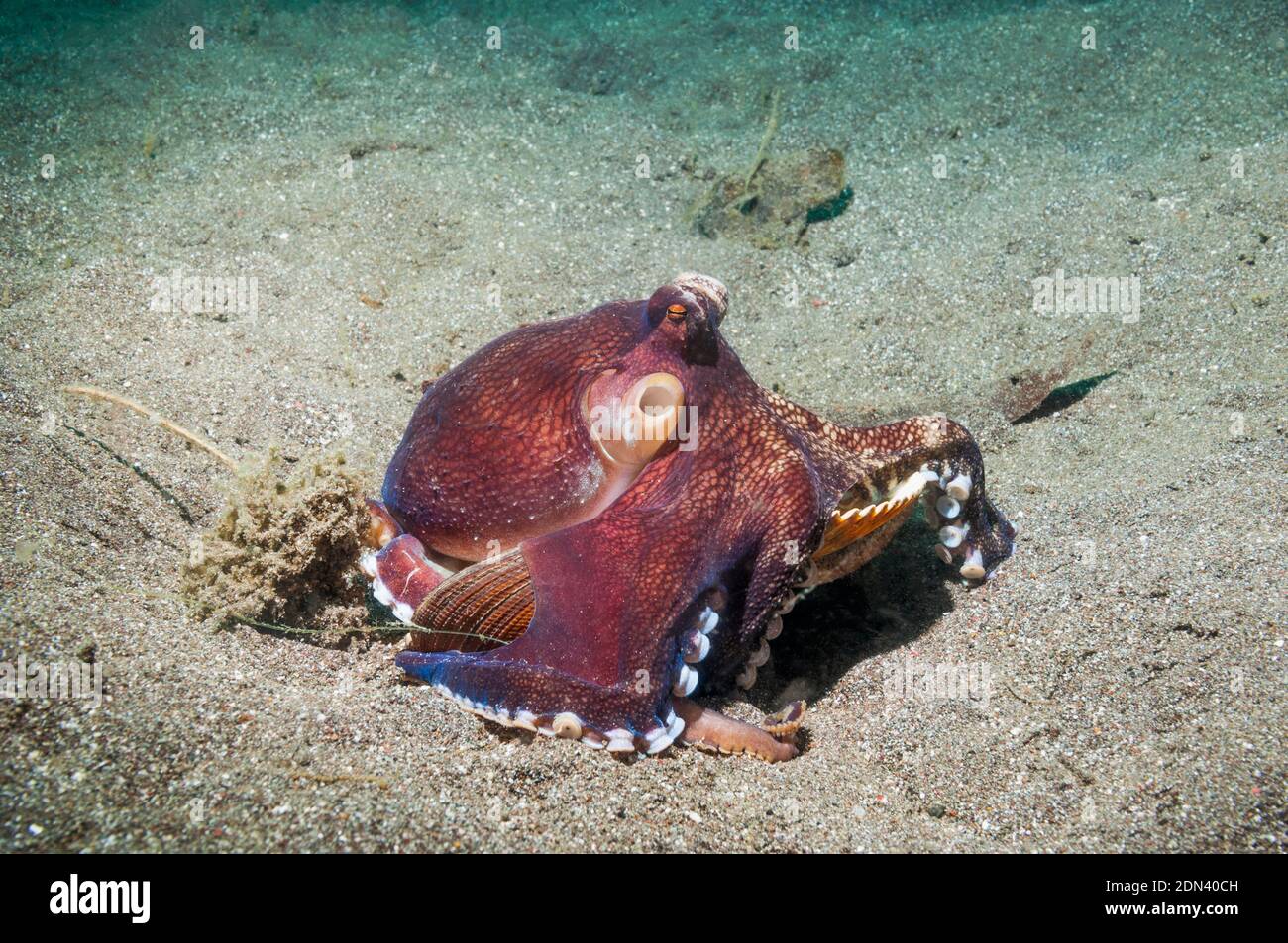 Veined or Coconut Octopus [Amphioctopus marginatus].  Lembeh Strait, North Sulawesi, Indonesia. Stock Photo