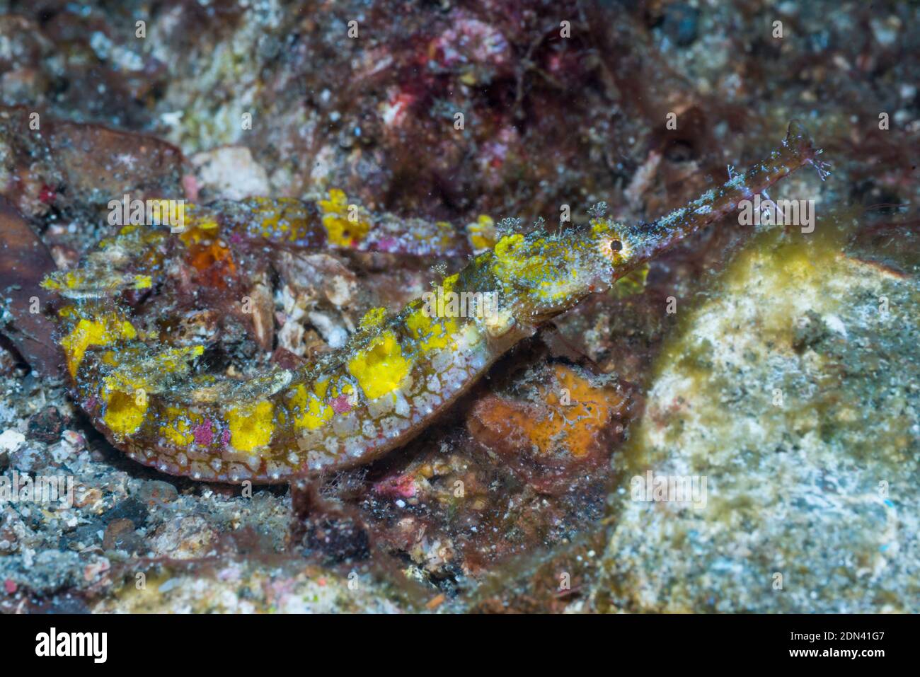 Ornate Pipefish [Halicampus macrorhynchus].  Lembeh Strait, North Sulawesi, Indonesia. Stock Photo