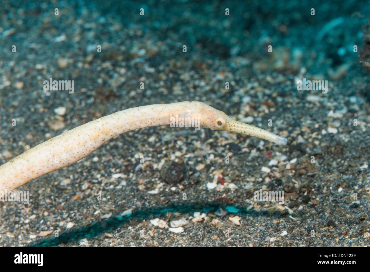 Short-tailed Pipefish [Trachyrhamphus bicoarctatus].  Lembeh Strait, North Sulawesi, Indonesia. Stock Photo