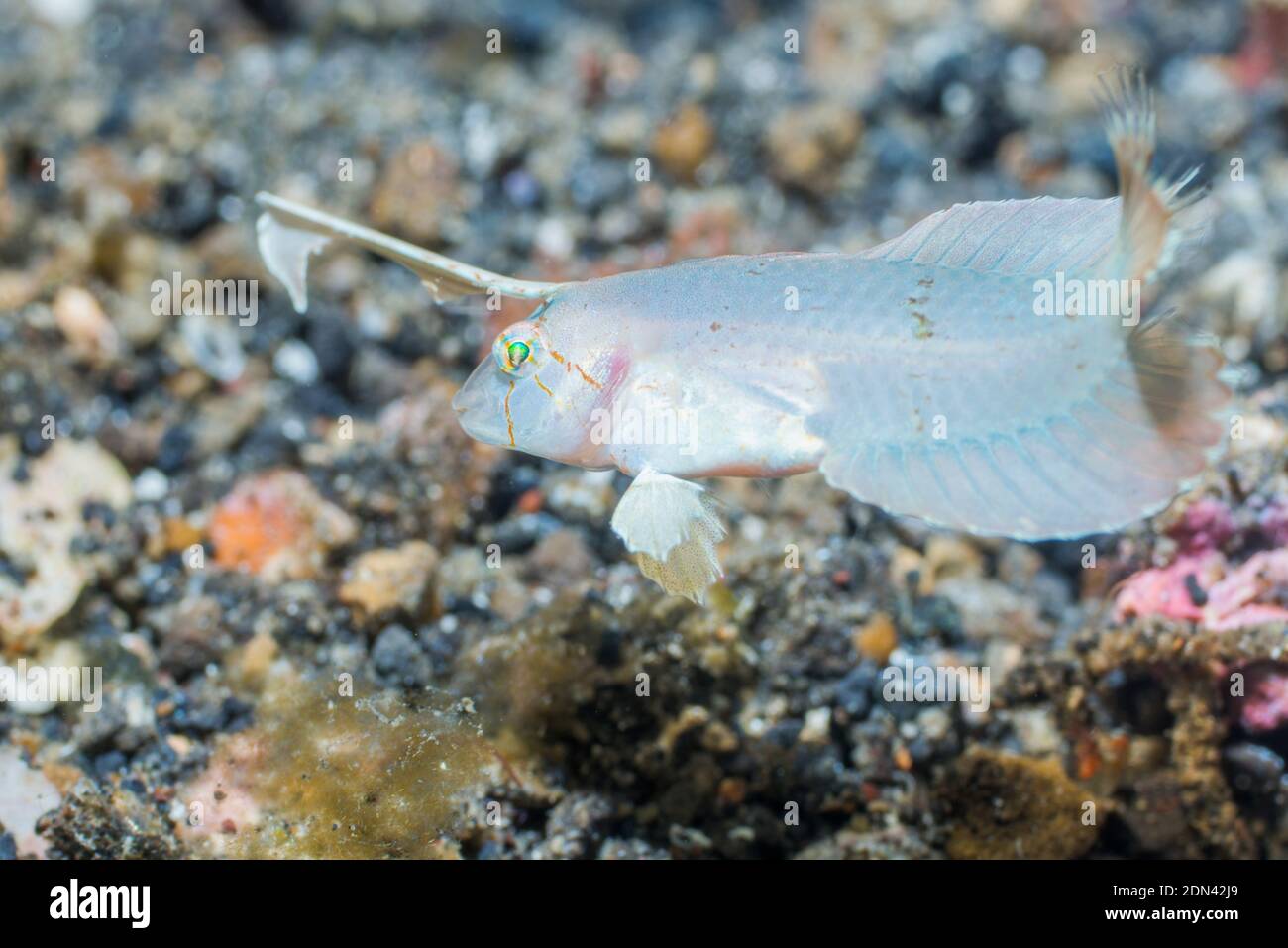 Razorfish hi-res stock photography and images - Alamy