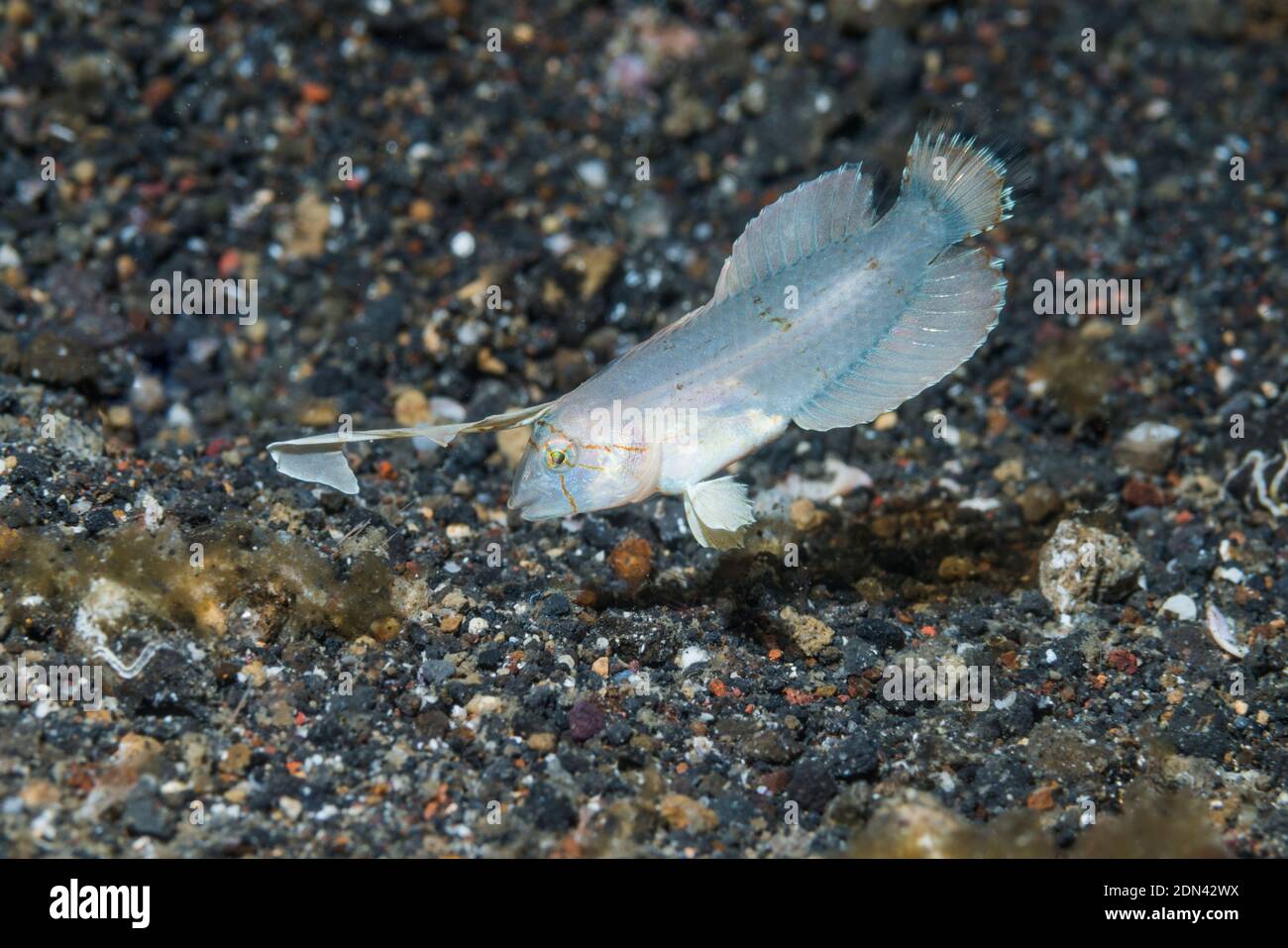 Juvenile Razorfish [Iniistius sp].  Lembeh Strait, North Sulawesi, Indonesia. Stock Photo
