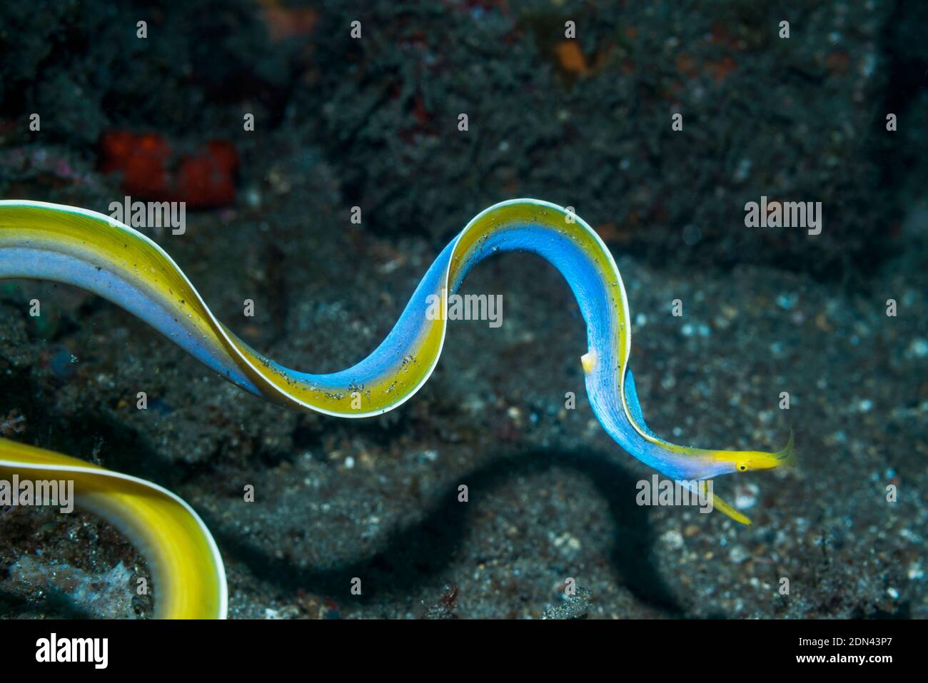 Blue Ribbon Eel [Rhinomuraena quaesita], male free swimming.  Lembeh Strait, North Sulawesi, Indonesia. Stock Photo