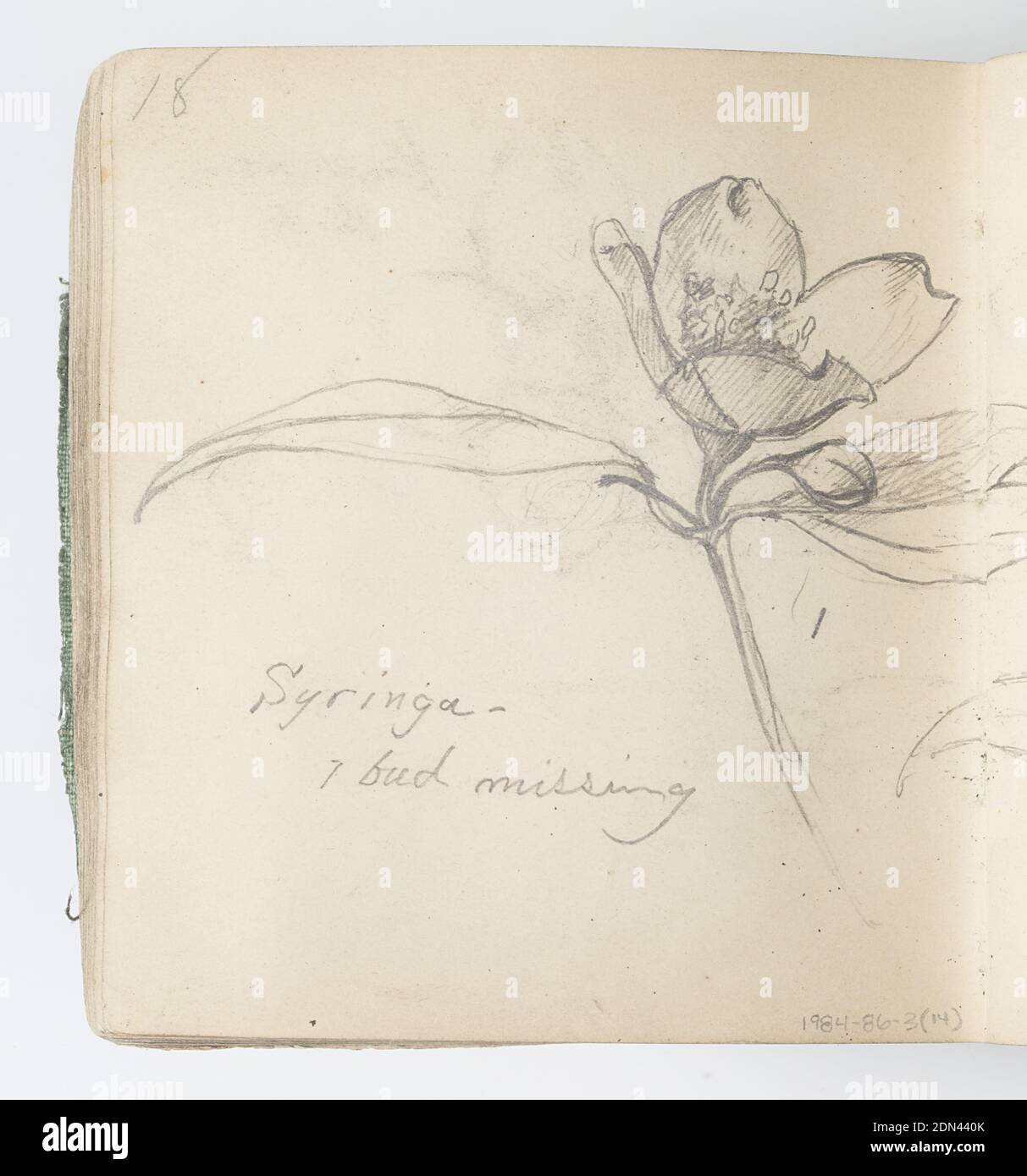 Sketchbook Page: Star of Bethlehem, Kenyon Cox, American, 1856–1919, Graphite on paper, Recto: Studies of the Star of Bethlehem, a flower with six long, pointed petals; full plant shown as well as flower from the top, in profile, and as a closed bud., Verso: Sketch of open flower with bud, two leaves, and stem., USA, 1874, albums (bound) & books, Sketchbook folio, Sketchbook folio Stock Photo