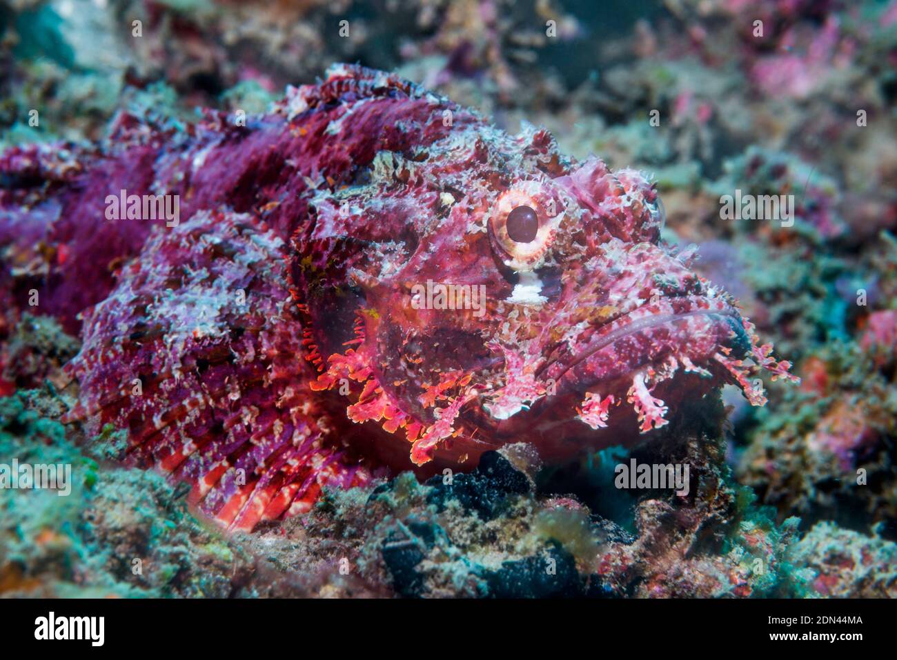 Tasseled Scorpionfish [Scorpaenopsis oxycephala].  Lembeh Strait, North Sulawesi, Indonesia. Stock Photo