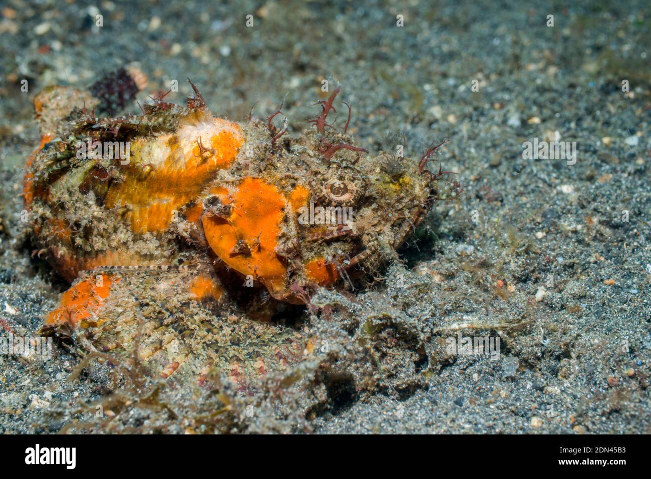Scorpionfish [Scorpaenopsis sp.].  Lembeh Strait, North Sulawesi, Indonesia. Stock Photo