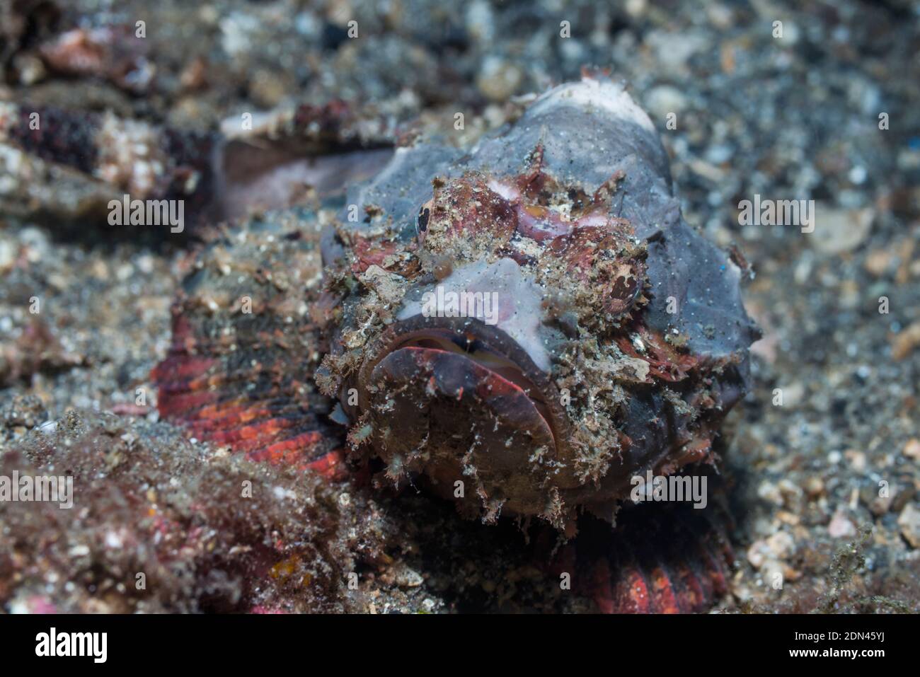Humpback Scorpionfish [Scorpaenopsis diabolus].  Lembeh Strait, North Sulawesi, Indonesia. Stock Photo
