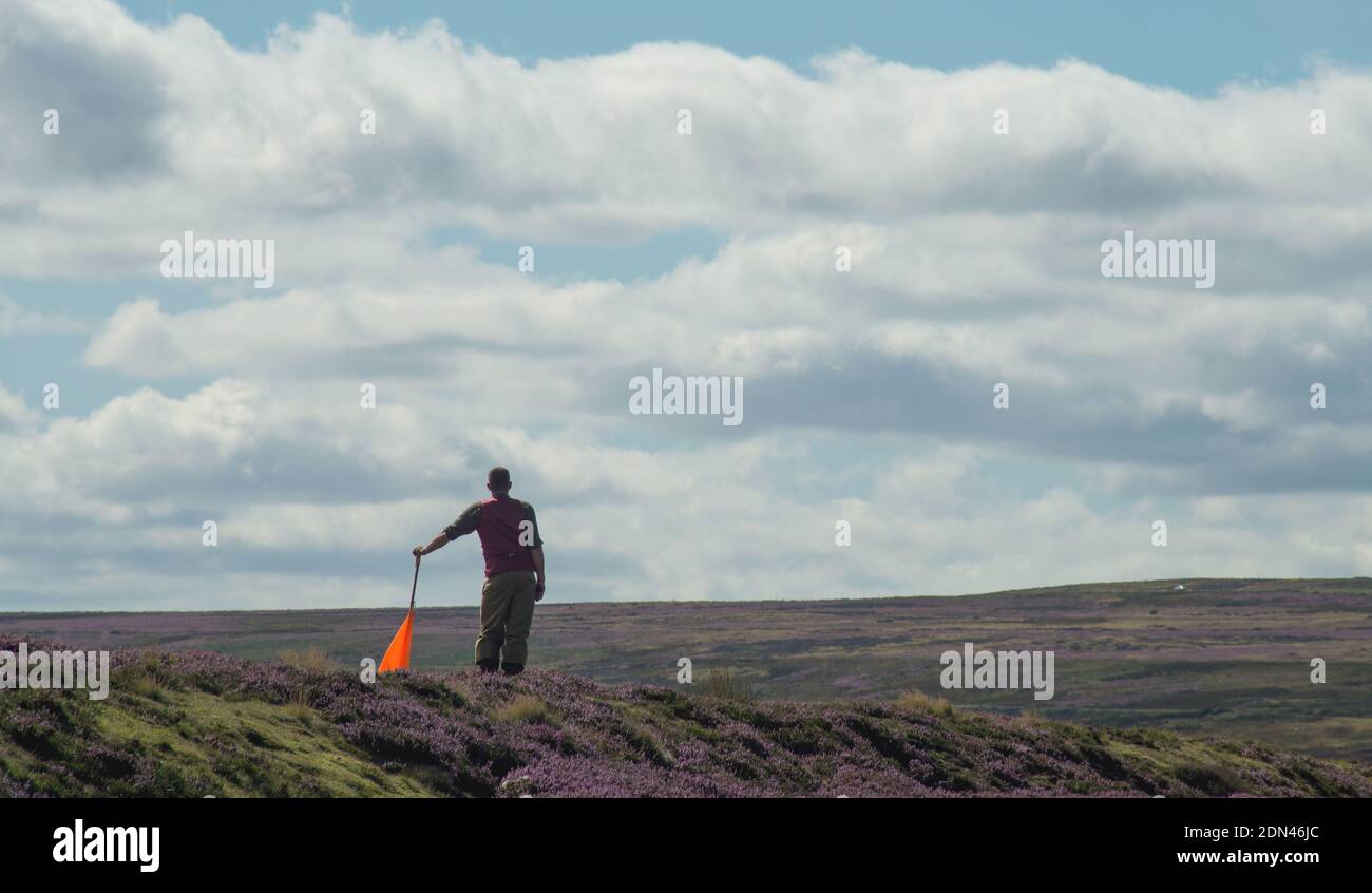 Image of beater, in profile and leaning on his flag, as part of grouse shoot across heather moorland Stock Photo