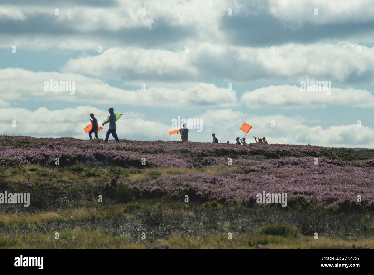 Line of beaters raising grouse, in profile and waving their flags, heading across heather moorland towards the guns Stock Photo