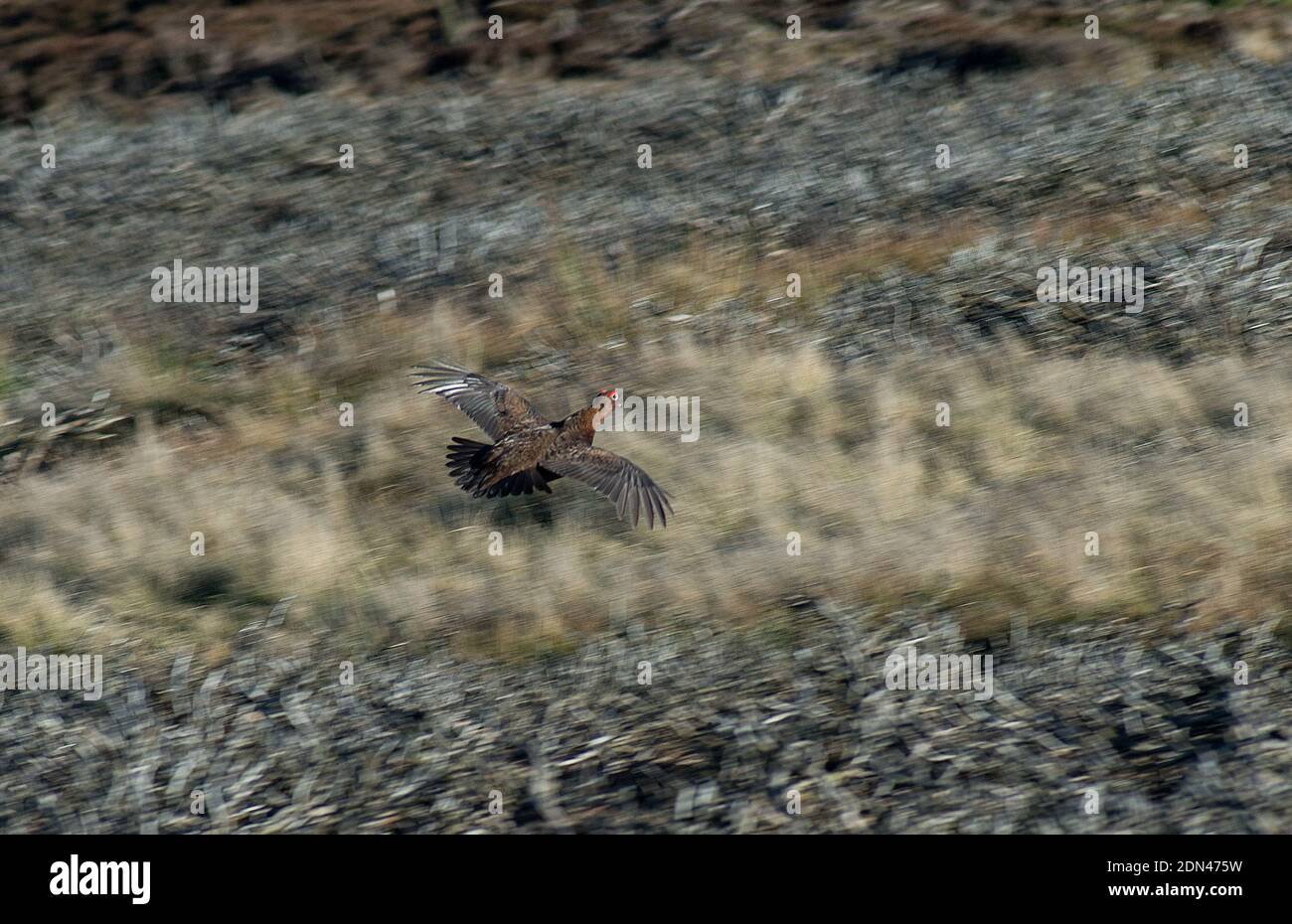 Startled male red grouse takes flight with wings outstretched over heather moorland Stock Photo