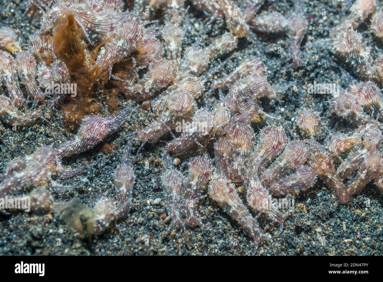Sea Hare [Aplysia sp].  An unusually large congregation.  Lembeh, Strait, North Sulawesi, Indonesia. Stock Photo
