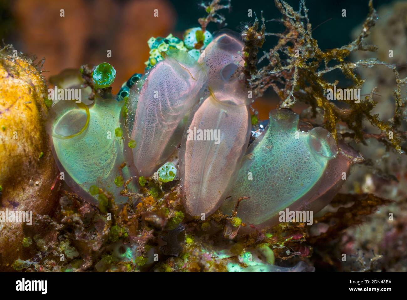Blue Club Tunicate [Rhopalaea crassa].  Lembeh Strait, North Sulawesi, Indonesia. Stock Photo