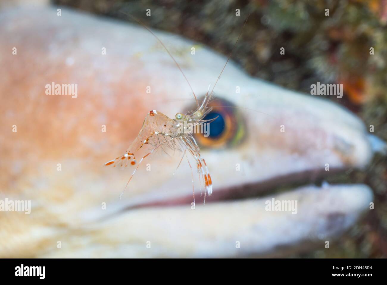 Rock Shrimp [Urocaridella sp] with a White-margined Moray Eel [Enchelycore schismatorhynchus] in background.  Lembeh Strait, North Sulasesi, Indonesia Stock Photo