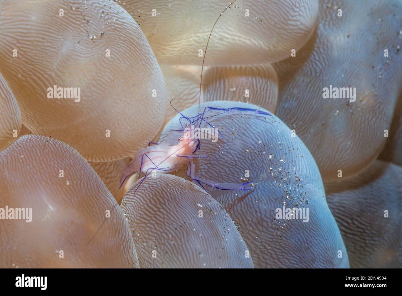 Bubble Coral Shrimp [Vir philippinensis].  Lembeh Strait, North Sulawesi, Indonesia. Stock Photo