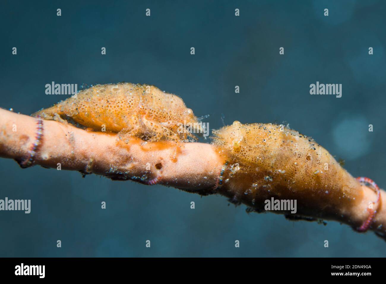 Cryptic Sponge Shrimp [Gelastocaris paronea] on a sea whip.  Lembeh Strait, North Sulawesi, Indonesia. Stock Photo