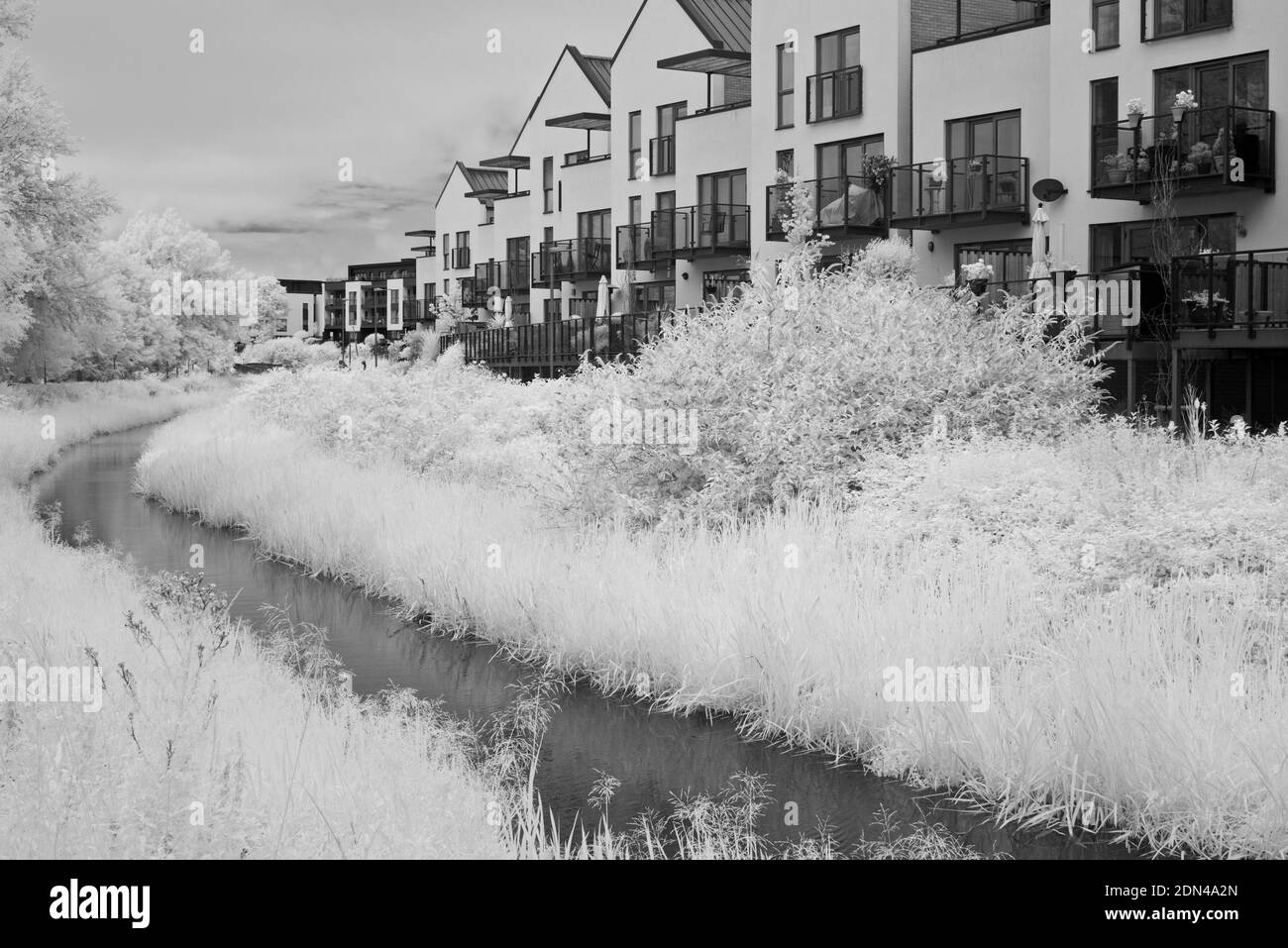 A summertime view along the Taunton and Bridgwater canal in Taunton