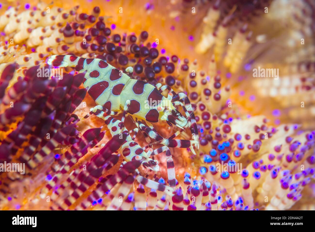 Coleman Shrimp [Periclemenes colemani] on Toxic Sea Urchin [Asthenosoma ijimai].  Lembeh Strait, North Sulawesi, Indonesia. Stock Photo