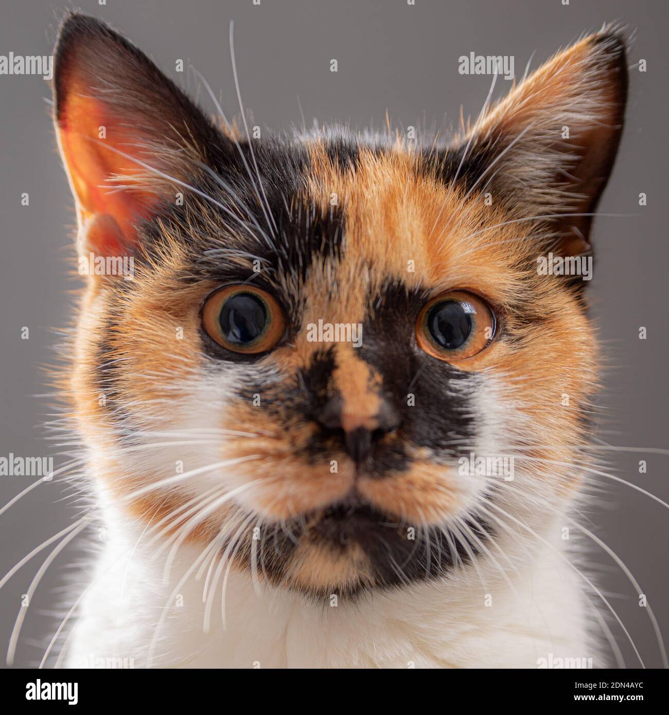 Portrait of a serious cat like a passport photo Stock Photo