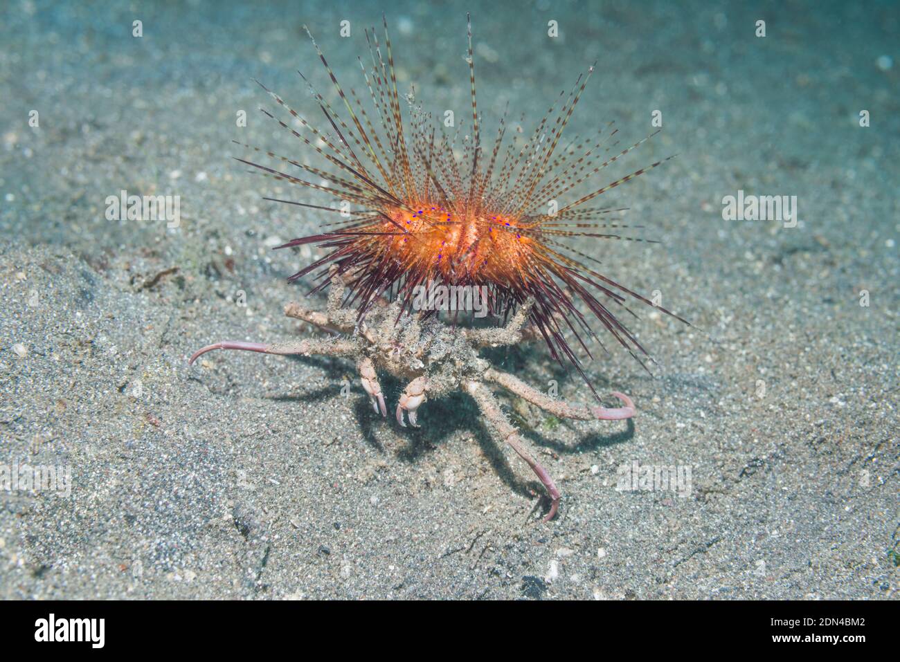Sea Urchin Crab [Dorippe frascone] and Fire Urchin [Astropyga radiata].  Lembeh Strait, North Sulawesi, Indonesia. Stock Photo