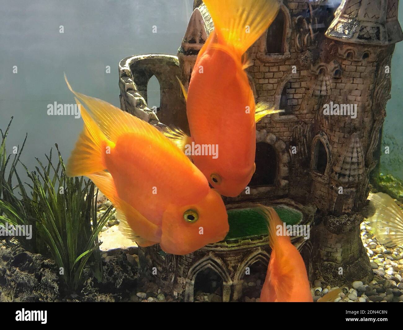 Large orange 2025 freshwater fish