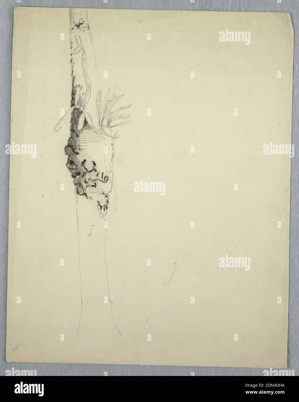 Tree Trunk with Parasitical Plants, Jamaica, Frederic Edwin Church, American, 1826–1900, Graphite on white paper, Vertical rectangle with two parastical plants growing from a gnarled protrusion on a tree trunk, possibly a night-blooming cereus growing out of a duck-ant's nest., May–August 1865, nature studies, Drawing Stock Photo