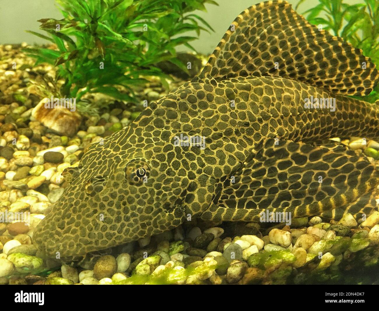 Aquarium catfish hi-res stock photography and images - Alamy