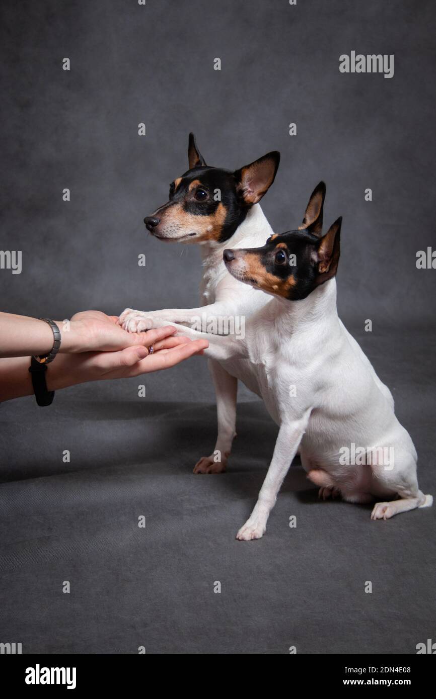Two small white red black dogs breed American toy fox terrier give a paw Stock Photo Alamy