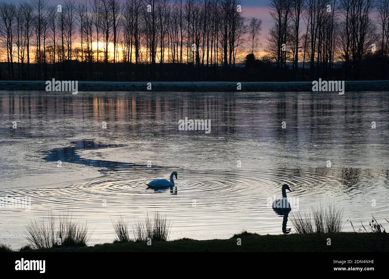 Wintry scene of two swans in the foreground on a partially ice covered lake set against a backdrop of trees caught in silhouette by the setting sun Stock Photo