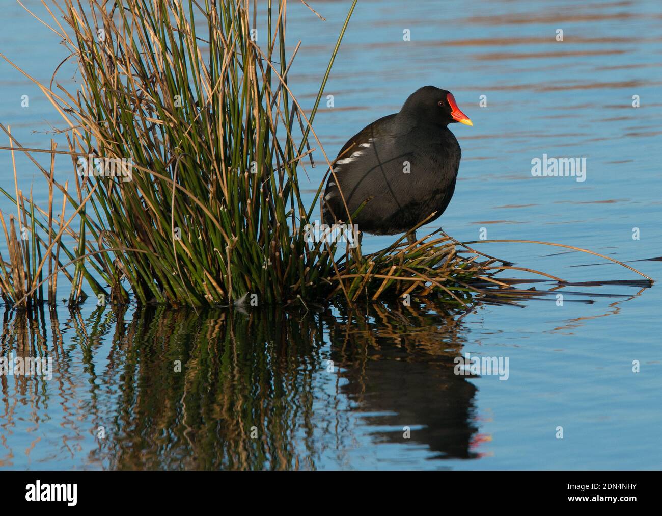 Moorhen standing on reeds growing in a lake, caught by the sun with the light highlighting the scarlet and yellow tip of the beak and dark plumage Stock Photo