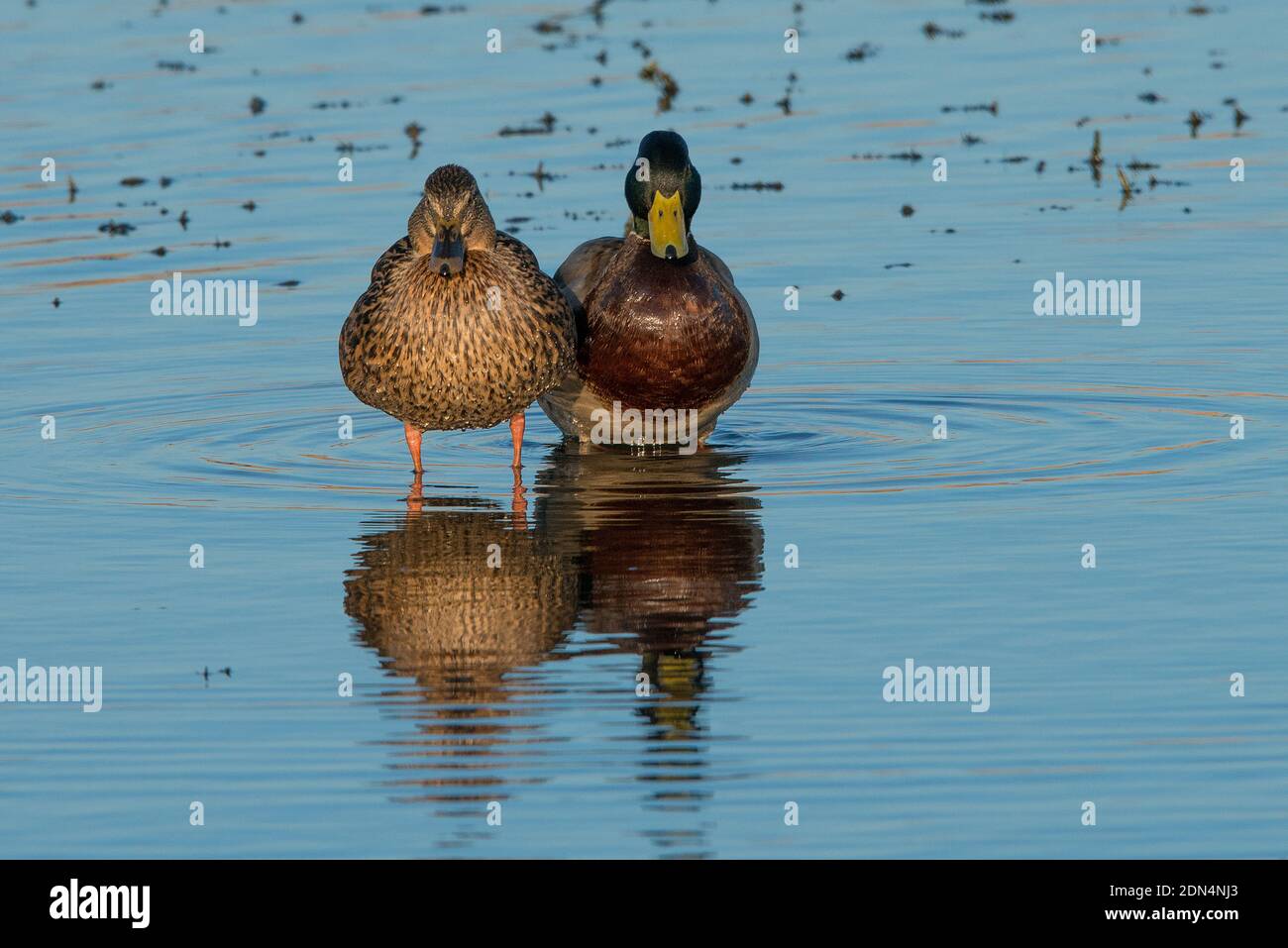 Male and female Mallards standing side by side in still clear water with both looking towards the viewer Stock Photo