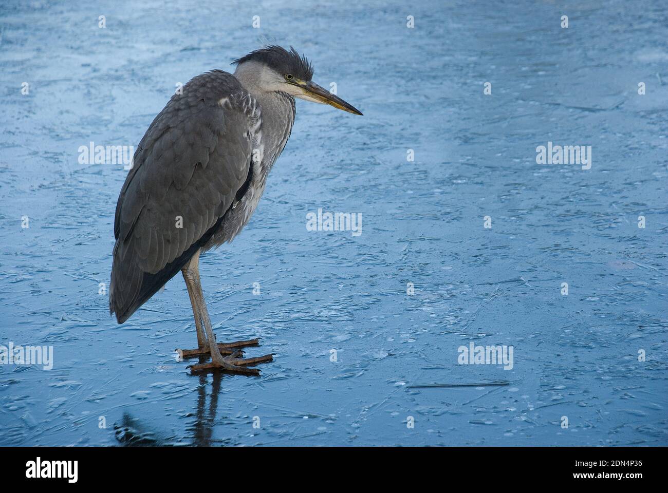 Young grey heron standing motionless on an ice covered lake Stock Photo