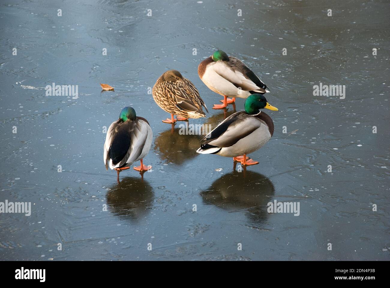 Group of three male mallard ducks and on female standing on the solid ice of a frozen lake in full winter sunshine Stock Photo