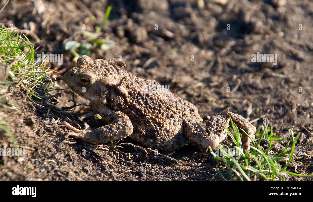 Common toad in early spring sunshine clambering up a small bank near a pond Stock Photo