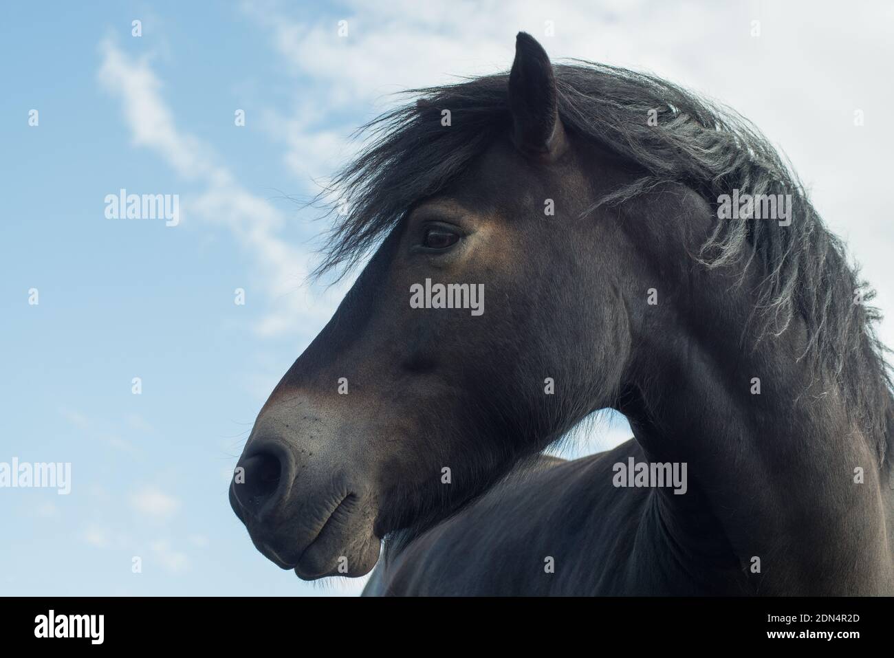 Portrait style image of head and neck of Exmoor pony in close up with head turned and looking to the left Stock Photo