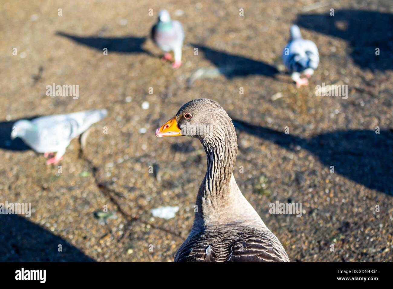 Close up of Greylag Goose (Anser Anser) amongst a flock of pigeons (Columba palumbus). Jepshon Gardens, Leamington Spa, Warwickshire, UK Stock Photo