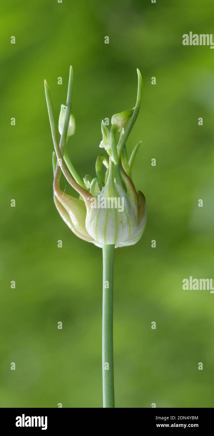 Wild Garlic plant Allium canadense with bulb opening up by a bayou in Texas, closeup vertical format with green nature background. Stock Photo