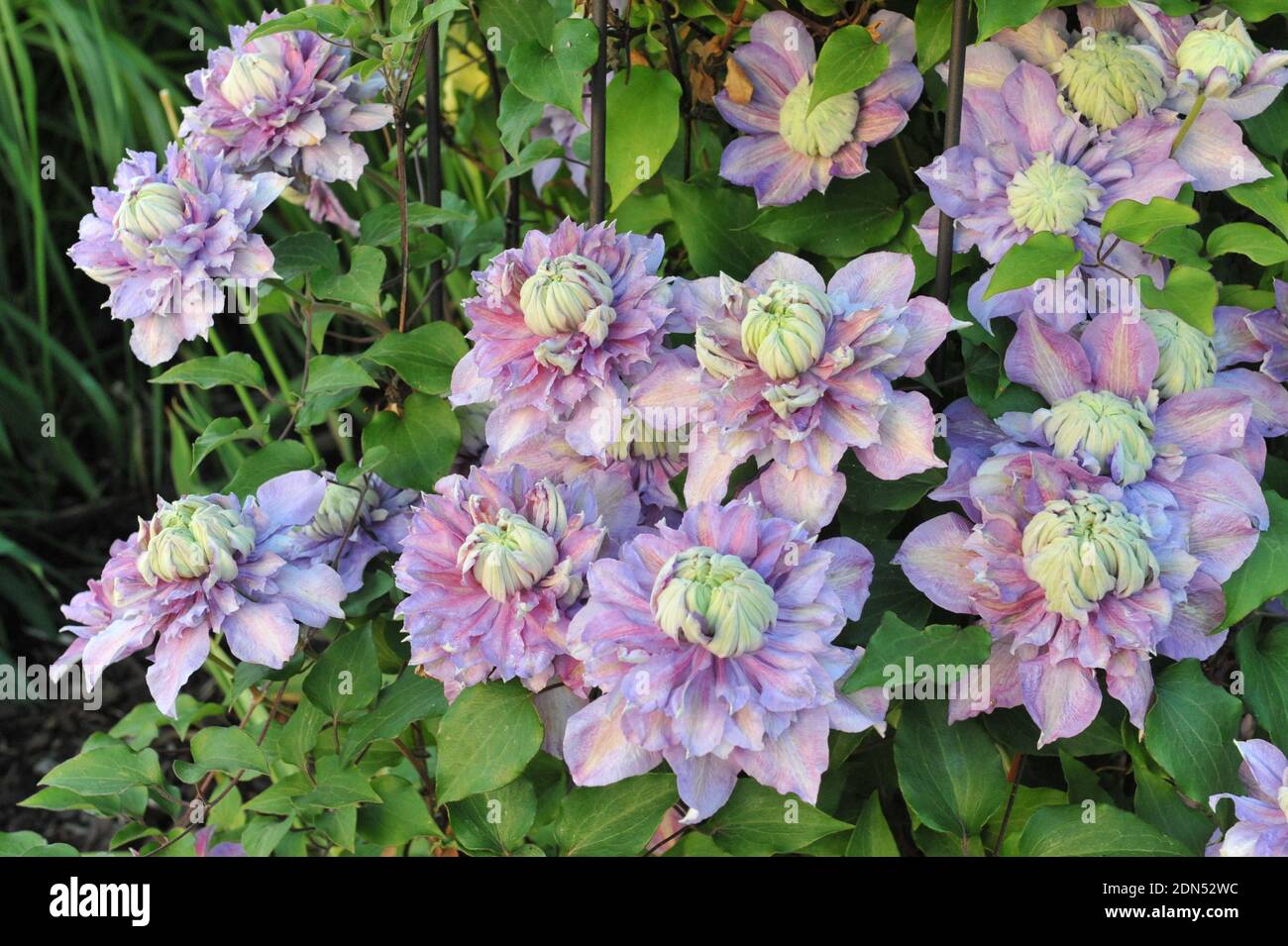 Largeflowered double clematis Diamantina blooms in a garden in May