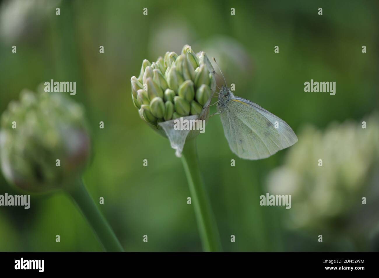 A clouseup of a butterfly sitting on a bud of Allium nigrum in a garden Stock Photo