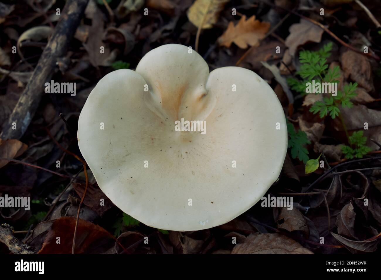 white mushroom hat