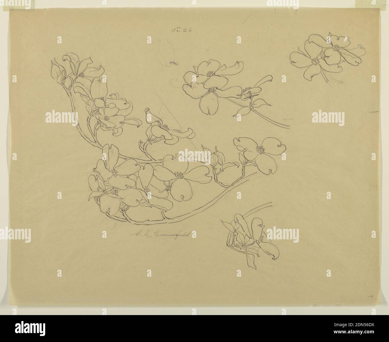 Study of Dogwood, Sophia L. Crownfield, (American, 1862–1929), Pen and ink, graphite on tracing paper, Horizontal sheet depicting four sprays of dogwood with two single blossoms., USA, early 20th century, nature studies, Drawing Stock Photo