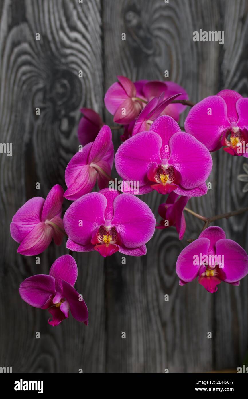 Branch of pink orchid with flowers and buds. Against the background of black pine boards. Stock Photo