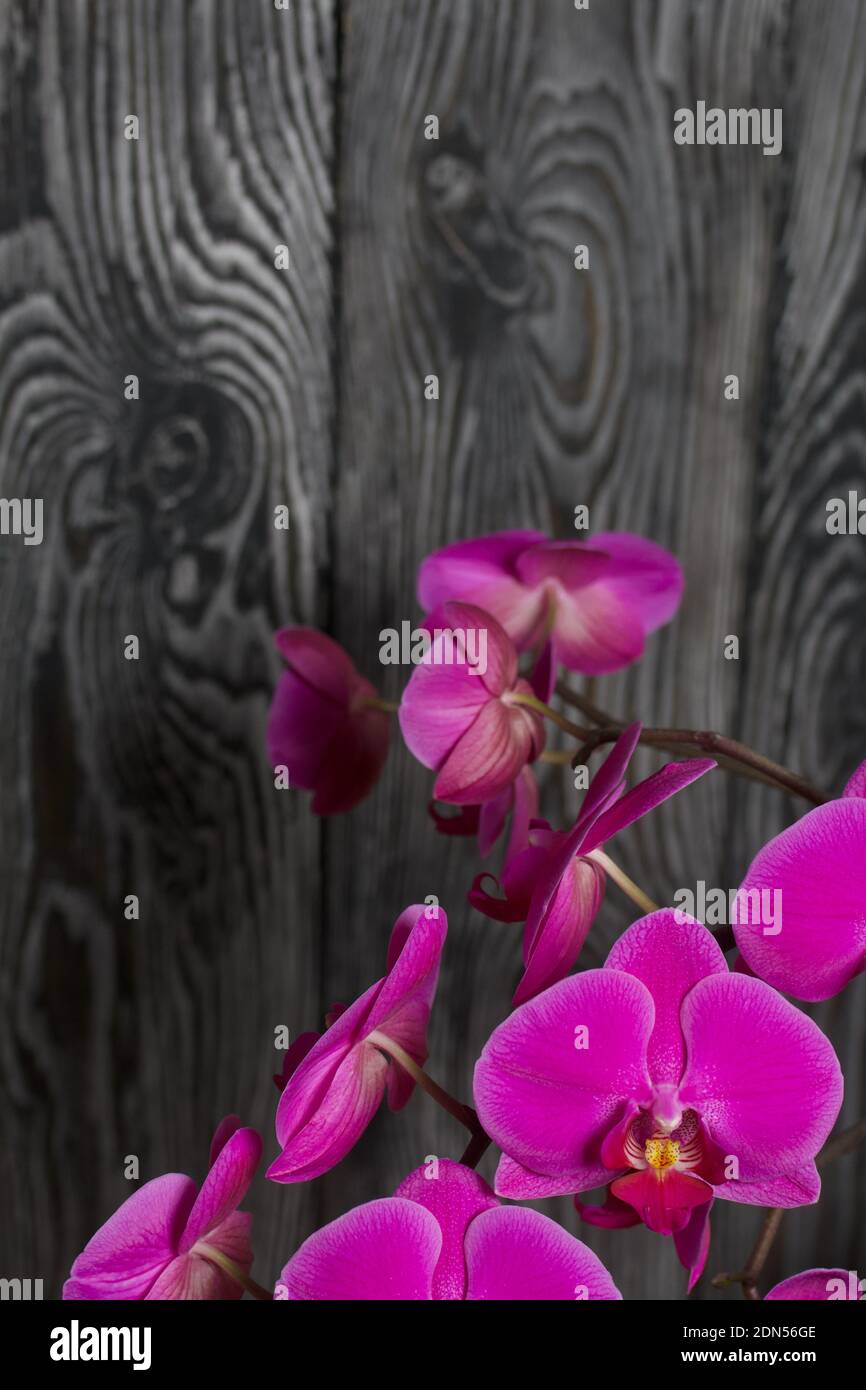 Branch of pink orchid with flowers and buds. Against the background of black pine boards. Stock Photo