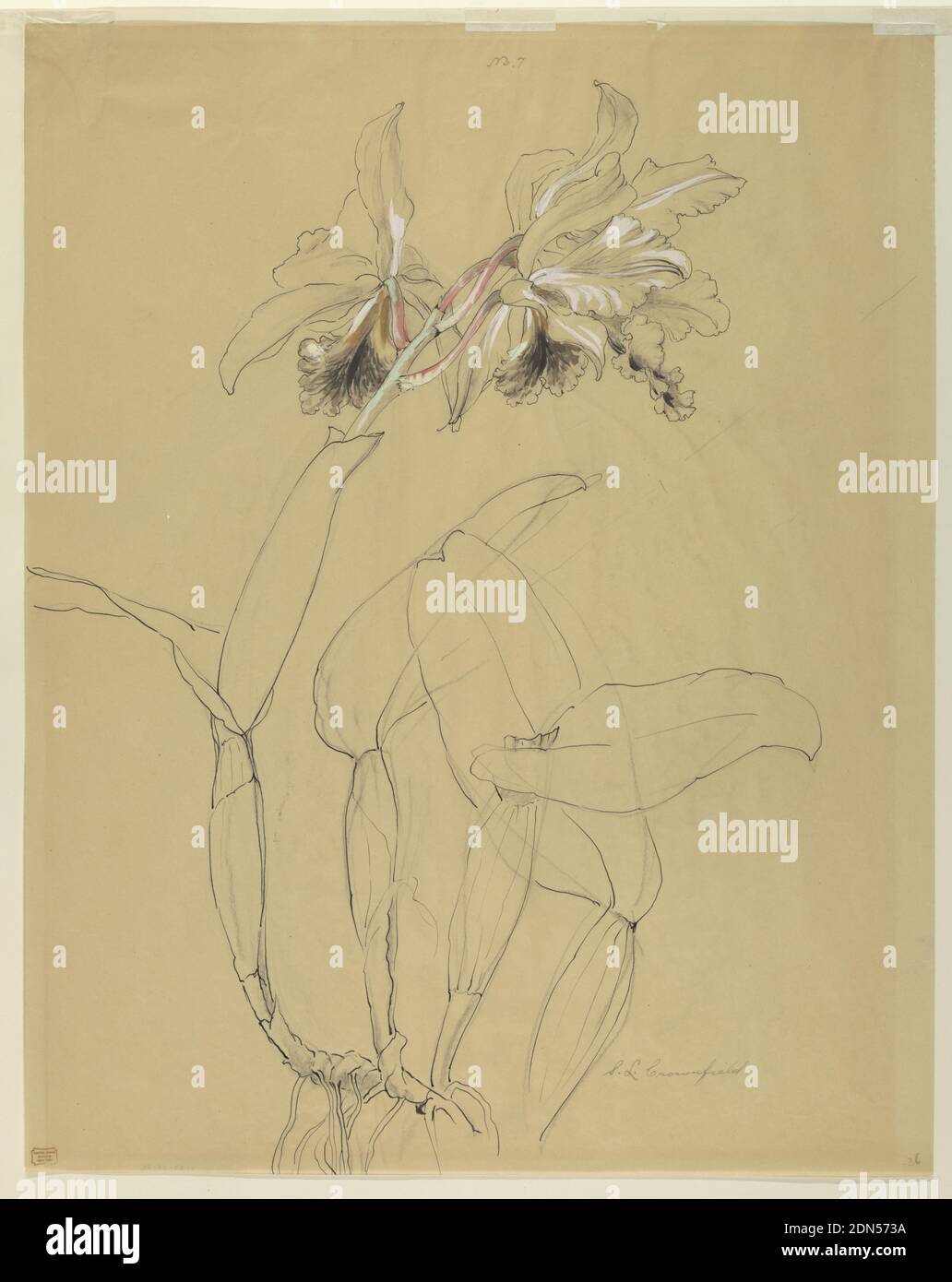 Study of an Orchid, Sophia L. Crownfield, (American, 1862–1929), Pen and ink, brush and gouache, graphite on tracing paper, Vertical sheet depicting an orchid with two blossoms. The flowers are paritally colored with black, white, green and pink gouache., USA, early 20th century, nature studies, Drawing Stock Photo